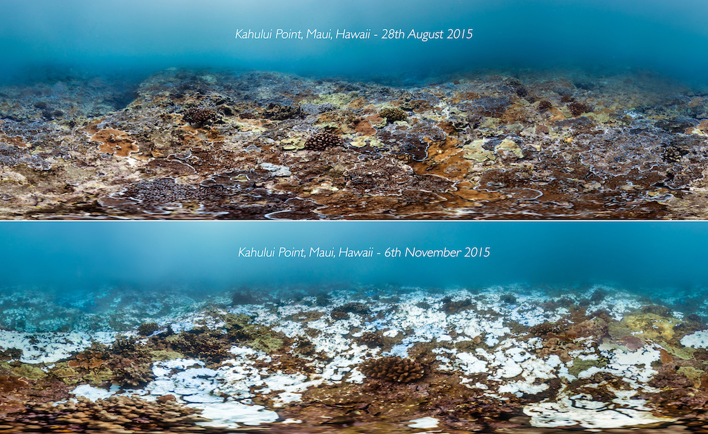 help reduce coral stress