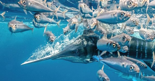 Best underwater photos