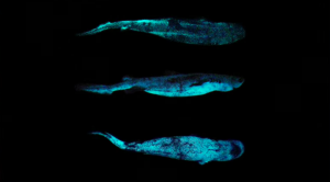 bioluminescant shark
